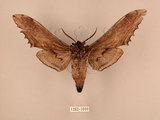 中文名:台灣鋸翅天蛾(1282-1049)學名:Langia zenzeroides formosana Clark, 1936(1282-1049)中文別名:鋸翅天蛾