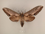 中文名:台灣鋸翅天蛾(1282-1063)學名:Langia zenzeroides formosana Clark, 1936(1282-1063)中文別名:鋸翅天蛾