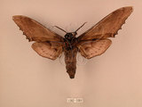 中文名:台灣鋸翅天蛾(1282-1084)學名:Langia zenzeroides formosana Clark, 1936(1282-1084)中文別名:鋸翅天蛾