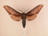 中文名:台灣鋸翅天蛾(1282-1084)學名:Langia zenzeroides formosana Clark, 1936(1282-1084)中文別名:鋸翅天蛾