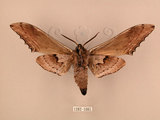 中文名:台灣鋸翅天蛾(1282-1085)學名:Langia zenzeroides formosana Clark, 1936(1282-1085)中文別名:鋸翅天蛾