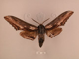 中文名:台灣鋸翅天蛾(1282-1085)學名:Langia zenzeroides formosana Clark, 1936(1282-1085)中文別名:鋸翅天蛾