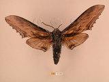 中文名:台灣鋸翅天蛾(1282-1133)學名:Langia zenzeroides formosana Clark, 1936(1282-1133)中文別名:鋸翅天蛾