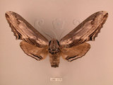 中文名:台灣鋸翅天蛾(1282-1170)學名:Langia zenzeroides formosana Clark, 1936(1282-1170)中文別名:鋸翅天蛾