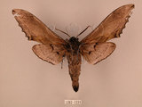 中文名:台灣鋸翅天蛾(1282-1234)學名:Langia zenzeroides formosana Clark, 1936(1282-1234)中文別名:鋸翅天蛾