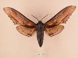 中文名:台灣鋸翅天蛾(1282-1296)學名:Langia zenzeroides formosana Clark, 1936(1282-1296)中文別名:鋸翅天蛾