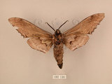 中文名:台灣鋸翅天蛾(1282-1301)學名:Langia zenzeroides formosana Clark, 1936(1282-1301)中文別名:鋸翅天蛾