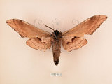 中文名:台灣鋸翅天蛾(1282-613)學名:Langia zenzeroides formosana Clark, 1936(1282-613)中文別名:鋸翅天蛾