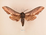 中文名:台灣鋸翅天蛾(1282-613)學名:Langia zenzeroides formosana Clark, 1936(1282-613)中文別名:鋸翅天蛾