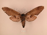 中文名:台灣鋸翅天蛾(1282-834)學名:Langia zenzeroides formosana Clark, 1936(1282-834)中文別名:鋸翅天蛾