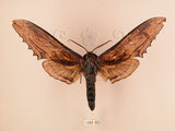 中文名:台灣鋸翅天蛾(1282-925)學名:Langia zenzeroides formosana Clark, 1936(1282-925)中文別名:鋸翅天蛾