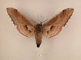 中文名:台灣鋸翅天蛾(1282-936)學名:Langia zenzeroides formosana Clark, 1936(1282-936)中文別名:鋸翅天蛾