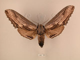 中文名:台灣鋸翅天蛾(1282-936)學名:Langia zenzeroides formosana Clark, 1936(1282-936)中文別名:鋸翅天蛾