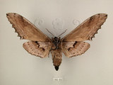 中文名:台灣鋸翅天蛾(1282-952)學名:Langia zenzeroides formosana Clark, 1936(1282-952)中文別名:鋸翅天蛾