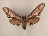 中文名:台灣鋸翅天蛾(1282-952)學名:Langia zenzeroides formosana Clark, 1936(1282-952)中文別名:鋸翅天蛾