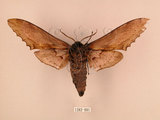 中文名:台灣鋸翅天蛾(1282-991)學名:Langia zenzeroides formosana Clark, 1936(1282-991)中文別名:鋸翅天蛾