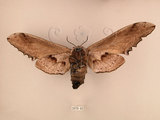 中文名:台灣鋸翅天蛾(2070-62)學名:Langia zenzeroides formosana Clark, 1936(2070-62)中文別名:鋸翅天蛾