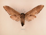 中文名:台灣鋸翅天蛾(2266-625)學名:Langia zenzeroides formosana Clark, 1936(2266-625)中文別名:鋸翅天蛾