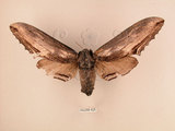 中文名:台灣鋸翅天蛾(2266-625)學名:Langia zenzeroides formosana Clark, 1936(2266-625)中文別名:鋸翅天蛾