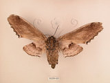 中文名:台灣鋸翅天蛾(2266-626)學名:Langia zenzeroides formosana Clark, 1936(2266-626)中文別名:鋸翅天蛾