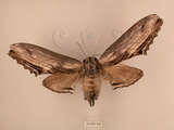 中文名:台灣鋸翅天蛾(2266-626)學名:Langia zenzeroides formosana Clark, 1936(2266-626)中文別名:鋸翅天蛾