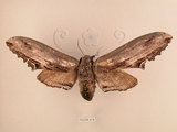 中文名:台灣鋸翅天蛾(2266-818)學名:Langia zenzeroides formosana Clark, 1936(2266-818)中文別名:鋸翅天蛾