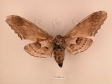 中文名:台灣鋸翅天蛾(2266-830)學名:Langia zenzeroides formosana Clark, 1936(2266-830)中文別名:鋸翅天蛾