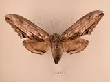 中文名:台灣鋸翅天蛾(2266-830)學名:Langia zenzeroides formosana Clark, 1936(2266-830)中文別名:鋸翅天蛾