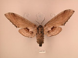 中文名:台灣鋸翅天蛾(2266-895)學名:Langia zenzeroides formosana Clark, 1936(2266-895)中文別名:鋸翅天蛾