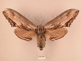 中文名:台灣鋸翅天蛾(2266-895)學名:Langia zenzeroides formosana Clark, 1936(2266-895)中文別名:鋸翅天蛾