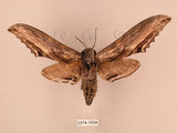中文名:台灣鋸翅天蛾(2374-1034)學名:Langia zenzeroides formosana Clark, 1936(2374-1034)中文別名:鋸翅天蛾