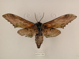 中文名:台灣鋸翅天蛾(2374-1153)學名:Langia zenzeroides formosana Clark, 1936(2374-1153)中文別名:鋸翅天蛾