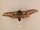 中文名:台灣鋸翅天蛾(246-118)學名:Langia zenzeroides formosana Clark, 1936(246-118)中文別名:鋸翅天蛾
