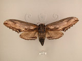 中文名:台灣鋸翅天蛾(246-69)學名:Langia zenzeroides formosana Clark, 1936(246-69)中文別名:鋸翅天蛾