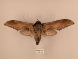 中文名:台灣鋸翅天蛾(2756-757)學名:Langia zenzeroides formosana Clark, 1936(2756-757)中文別名:鋸翅天蛾