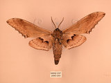 中文名:台灣鋸翅天蛾(2880-293)學名:Langia zenzeroides formosana Clark, 1936(2880-293)中文別名:鋸翅天蛾