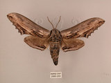 中文名:台灣鋸翅天蛾(2880-293)學名:Langia zenzeroides formosana Clark, 1936(2880-293)中文別名:鋸翅天蛾