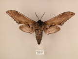 中文名:台灣鋸翅天蛾(2880-57)學名:Langia zenzeroides formosana Clark, 1936(2880-57)中文別名:鋸翅天蛾