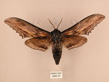 中文名:台灣鋸翅天蛾(2880-57)學名:Langia zenzeroides formosana Clark, 1936(2880-57)中文別名:鋸翅天蛾