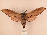 中文名:台灣鋸翅天蛾(3151-181)學名:Langia zenzeroides formosana Clark, 1936(3151-181)中文別名:鋸翅天蛾