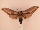 中文名:台灣鋸翅天蛾(3151-181)學名:Langia zenzeroides formosana Clark, 1936(3151-181)中文別名:鋸翅天蛾