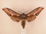 中文名:台灣鋸翅天蛾(3151-199)學名:Langia zenzeroides formosana Clark, 1936(3151-199)中文別名:鋸翅天蛾