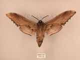 中文名:台灣鋸翅天蛾(3151-20)學名:Langia zenzeroides formosana Clark, 1936(3151-20)中文別名:鋸翅天蛾