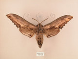 中文名:台灣鋸翅天蛾(3151-20)學名:Langia zenzeroides formosana Clark, 1936(3151-20)中文別名:鋸翅天蛾