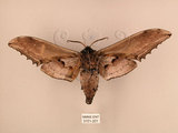 中文名:台灣鋸翅天蛾(3151-201)學名:Langia zenzeroides formosana Clark, 1936(3151-201)中文別名:鋸翅天蛾
