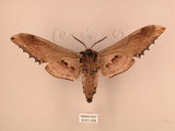 中文名:台灣鋸翅天蛾(3151-208)學名:Langia zenzeroides formosana Clark, 1936(3151-208)中文別名:鋸翅天蛾