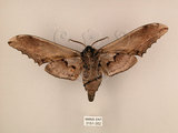 中文名:台灣鋸翅天蛾(3151-352)學名:Langia zenzeroides formosana Clark, 1936(3151-352)中文別名:鋸翅天蛾