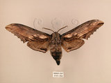 中文名:台灣鋸翅天蛾(3151-352)學名:Langia zenzeroides formosana Clark, 1936(3151-352)中文別名:鋸翅天蛾
