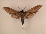 中文名:台灣鋸翅天蛾(3151-465)學名:Langia zenzeroides formosana Clark, 1936(3151-465)中文別名:鋸翅天蛾