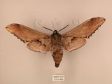 中文名:台灣鋸翅天蛾(3151-485)學名:Langia zenzeroides formosana Clark, 1936(3151-485)中文別名:鋸翅天蛾